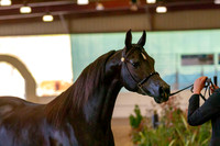 AHANC19_B_PS_Halter_6004