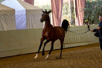 Class 303 Pacific Slope Champ Arabian Gelding in Hand