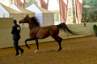 AHANC19_B_PS_Halter_6049
