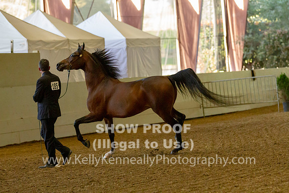 AHANC19_B_PS_Halter_6049