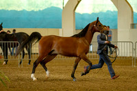 AHANC19_B_PS_Halter_6070