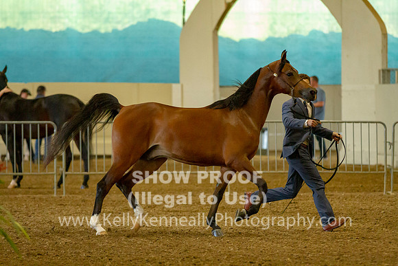 AHANC19_B_PS_Halter_6070