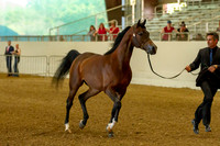 AHANC19_B_PS_Halter_6098