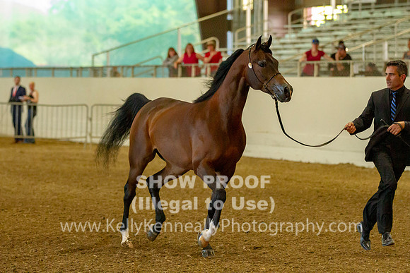 AHANC19_B_PS_Halter_6098
