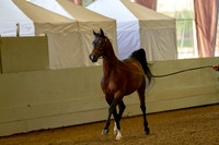 AHANC19_B_PS_Halter_6044