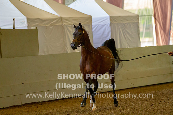 AHANC19_B_PS_Halter_6044