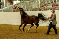 AHANC19_B_PS_Halter_6107
