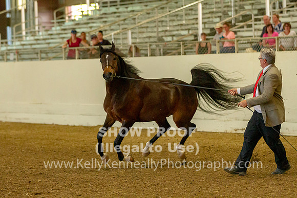 AHANC19_B_PS_Halter_6107