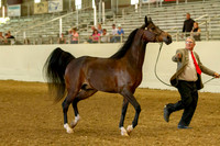 AHANC19_B_PS_Halter_6111