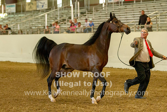 AHANC19_B_PS_Halter_6111