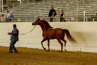 AHANC19_B_PS_Halter_6127