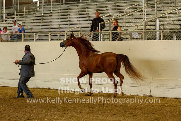 AHANC19_B_PS_Halter_6127