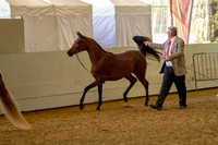 AHANC19_B_PS_Halter_6224