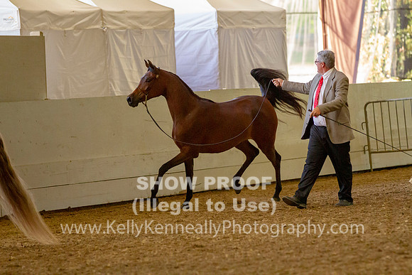 AHANC19_B_PS_Halter_6224