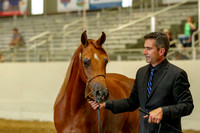 AHANC19_B_PS_Halter_6253