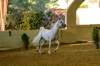 Class 305 Pacific Slope Champ Arabian Stallion Breeding