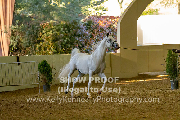 AHANC19_B_PS_Halter_6388