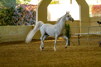 AHANC19_B_PS_Halter_6389