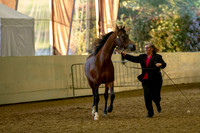Class 306 Pacific Slpe Champ Arabian Gelding in Hand AOTH