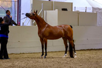 AHANC19_B_PS_Halter_6569