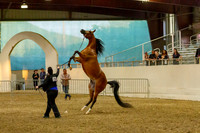 Class 307 Pacific Slope Champ Arabian Mare Breeding AOTH