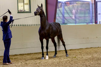 Class 309 Pacific Slope Champ Arabian