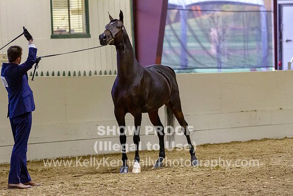 AHANC19_B_PS_Halter_6588
