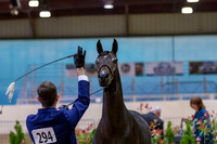 AHANC19_B_PS_Halter_6589