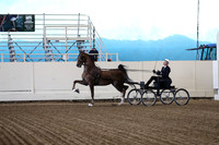 Class 2 ASB Denver Junior Fine Harness