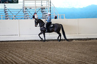 Class 3 Morgan Western Pleasure Open