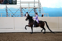 Class 7 Morgan Classic Pleasure Saddle
