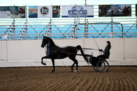 Class 12 Morgan Pleasure Driving junior Horse
