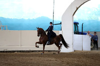 Class 13 ASB Five Gaited Show Pleasure Amateur or Junior Exhibitor