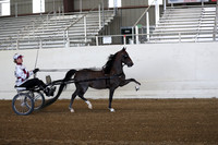 Class 10 Roadster Pony Open