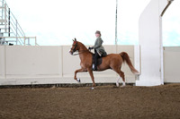 Class 22A ASB Five Gaited Country Pleasure Riders Any Age