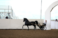 Class 23 Morgan Pleasure Driving Amateur or Junior Exhibitor