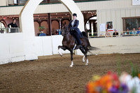 Class 32 ASB Three Gaited Park Amateur