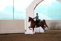 Class 40 ASB Three Gaited Country Pleasure Adult