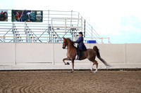 Class 44 ASB Three Gaited Show Pleasure Adult