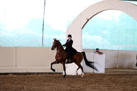 Class 45 ASB Three Gaited Park Pleasure Open