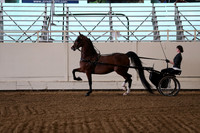 Class 50 Morgan Pleasure Driving Championship