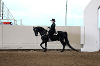 Class 56 Morgan Western Pleasure Adult Amateur or Junior Exhibitor