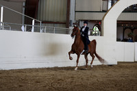 Class 59 ASB Junior Exhibitor Three Gaited Show Pleasure