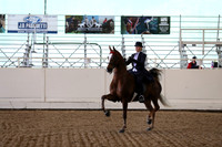 Class 63 ASB Amateur or Junior Exhibitor Three Gaited Stake