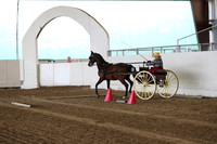 Class 65 Carriage Pleasure Driving, Obstacles Gamblers  Choice