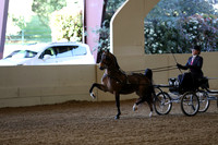 Class 68 Hackney Harness Pony Stake
