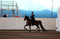 Class 69 Open English Pleasure Saddle Seat Stake