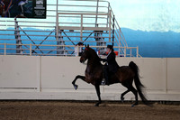 Class 73 ASB Three Gaited Park Stake
