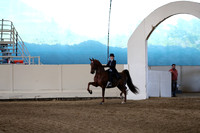 Class 75 ASB Five Gaited Show Pleasure Stake