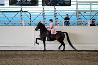 Class 78 Morgan Classic Pleasure Saddle Championship